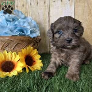 Chevy, Shih-Poo Puppy